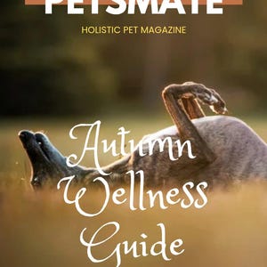 以下が含まれることがあります： ペット雑誌「PETSMATE」の表紙。犬が野原にいる。雑誌のタイトルは白で、号数と日付が上部にあります。表紙には「Autumn Wellness Guide」と「For Pets: Boost Immunity, Balance, and Vitality」の文字も含まれています。