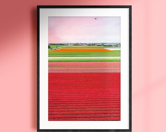 Dutch Tulip Fields Wall art, Flowers Photo Print, Tulip home decor, Colorful Home accessory, Original Photography