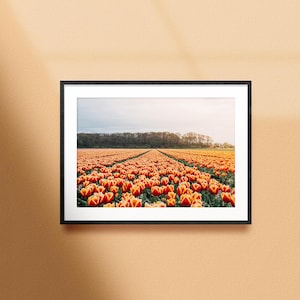 Tulpen-Fotodruck, Holländische Tulpen-Wandkunst, buntes Wohndekor, orange Tulpen, Originalfotografie