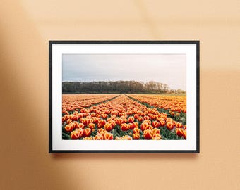 Tulip photo Print, Dutch Tulip Wall Art, Colorful home decor, orange tulips, Original Photography