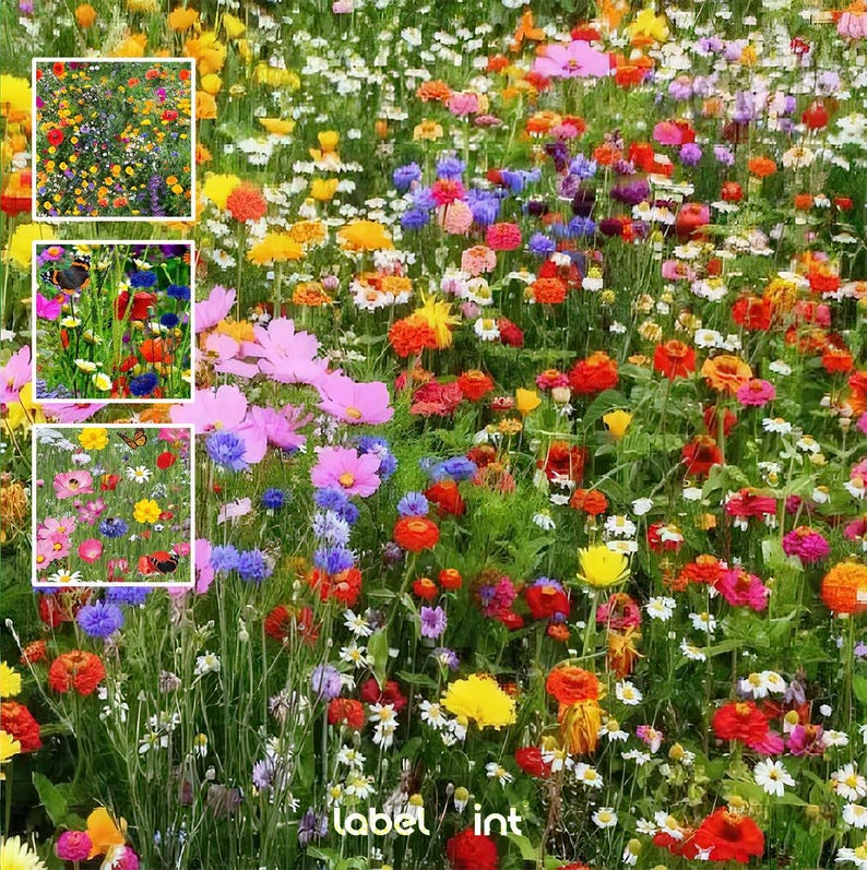 Pode incluir: Um campo de flores silvestres em v&aacute;rias cores, incluindo rosa, roxo, amarelo e branco. As flores est&atilde;o florescendo em um prado verde exuberante.