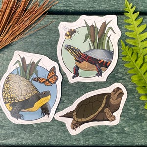 Ontario Turtles 3 Waterproof Sticker Pack for Waterbottles, Blandings, Painted, Snapping Turtles