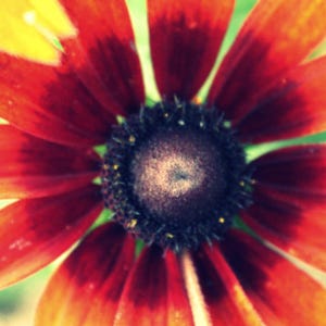 Flor colorida, De perto, Fotografia, Cartão postal