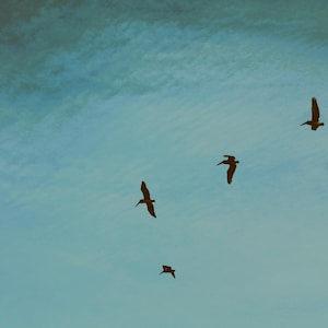 Pássaros voando, céu azul, fotografia, céu do oceano, cartão postal