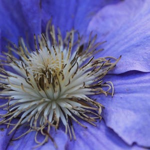 Postkarte, Fotografie, Nahaufnahme Blume, Natur, hübsch