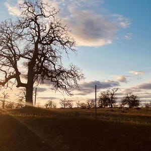 Carte postale, campagne, arbres, coucher de soleil, photographie,