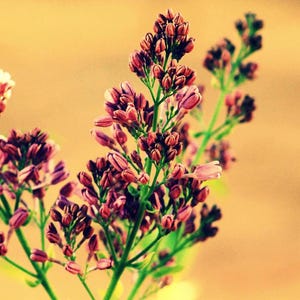 Postkarte, Fotografie, Nahaufnahme Blume, Natur, hübsch