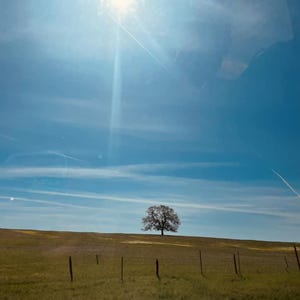 País, Campo com uma Árvore, Cartão Postal