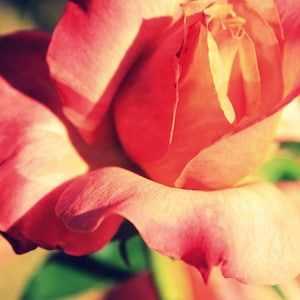 Rosa rosa, Closeup, Fotografia, Cartão postal