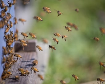 Honeybees with pollen