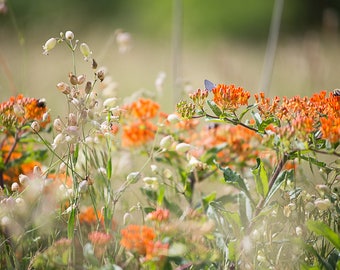 Bladder Campion + Butterfly Weed