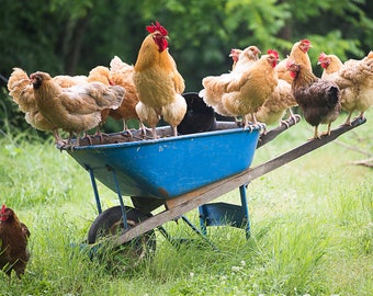 Chickens on the Wheelbarrow