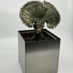 May include: A green and white succulent plant with a unique, fan-shaped growth pattern, potted in a silver square planter.