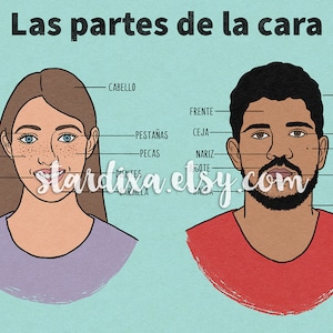 Illustrated poster print with vocabulary in Spanish about the image 1