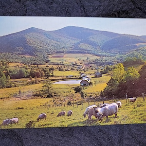 Piękna stara pocztówka z zachodniej Karoliny Północnej w USA, Appalachy, pasące się owce, falujące pastwiska, stodoła, staw, nigdy nie publikowana, lata 50. XX wieku