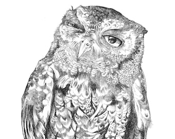 Screech Owl Print 11" x 14", Title: "Hairy Eyeball"