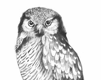 Northern Hawk Owl Print 11"x17"