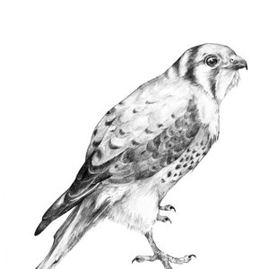 Kestrel Print 11&quot;x 14&quot;