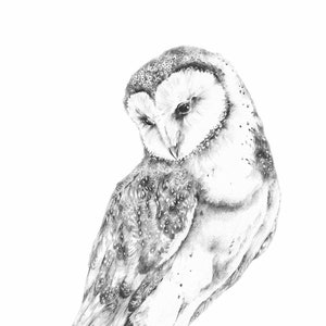 Puede incluir: Un dibujo a lápiz en blanco y negro de un búho común con la cabeza inclinada hacia abajo. El búho está posado sobre sus patas con las alas plegadas.