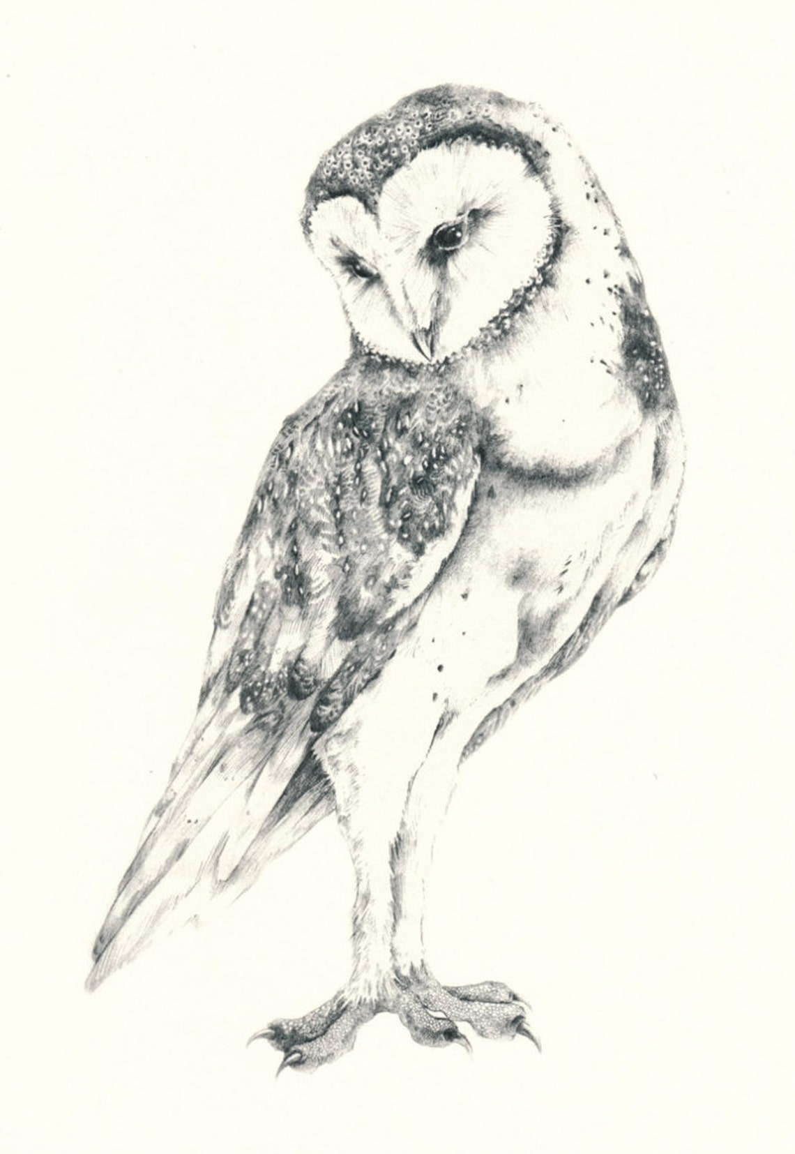 Barn Owl 5 X 7 Card With Envelope - Etsy