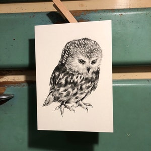 Saw-whet Owl 5 "x 7" kaart met envelop