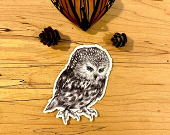 Sticker: Saw-Whet Owl, approximately 3" sq., Matte Finish