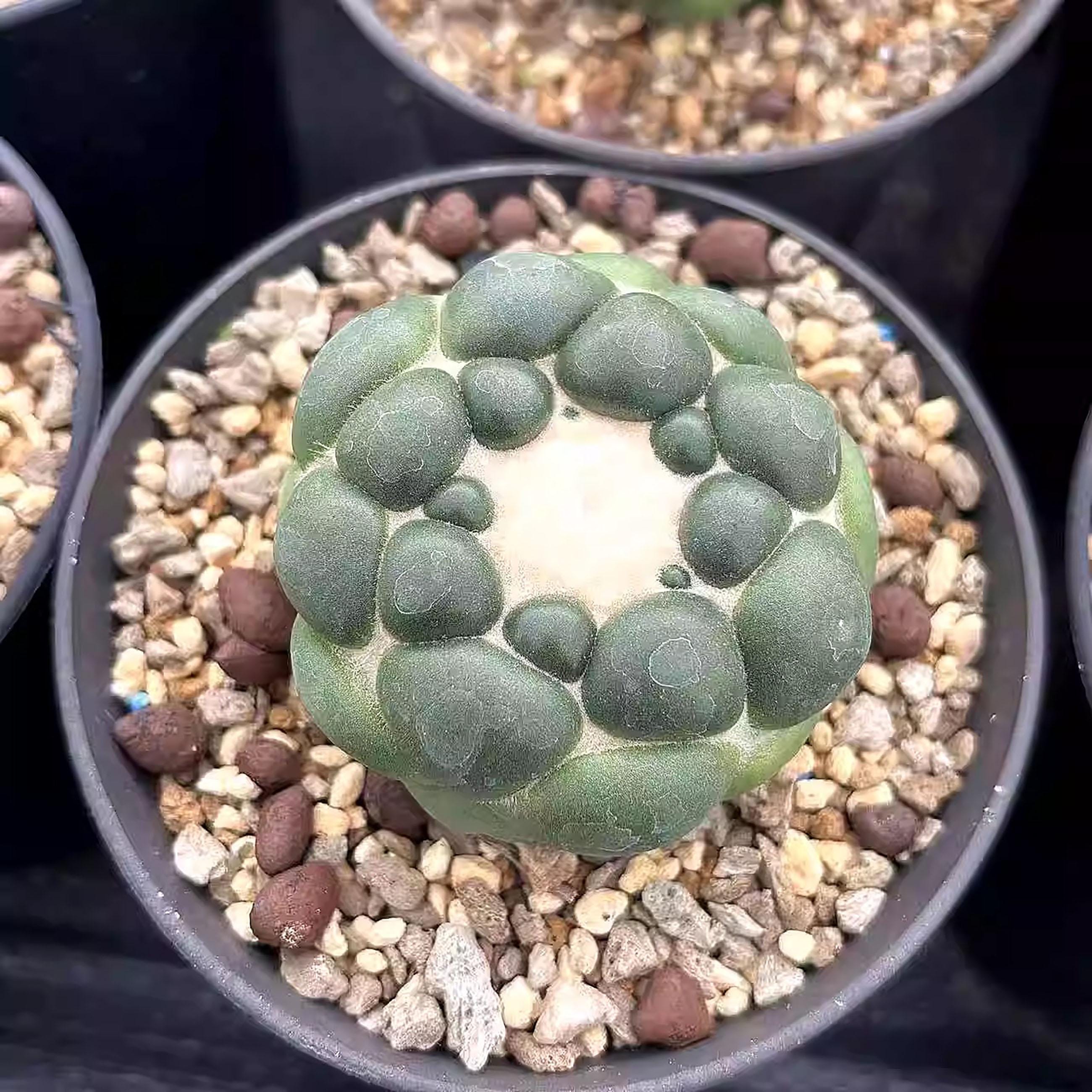 Melocactus - Etsy 日本
