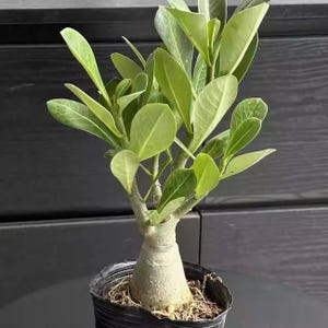 monstera expilata Monstera deliciosa – The Victorian Atlanta main image 0