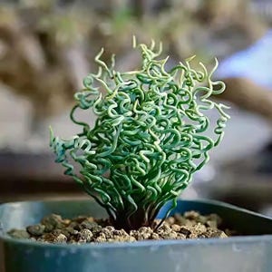 succulents planters Handcrafted Faux Mix Succulents In Bowl 13