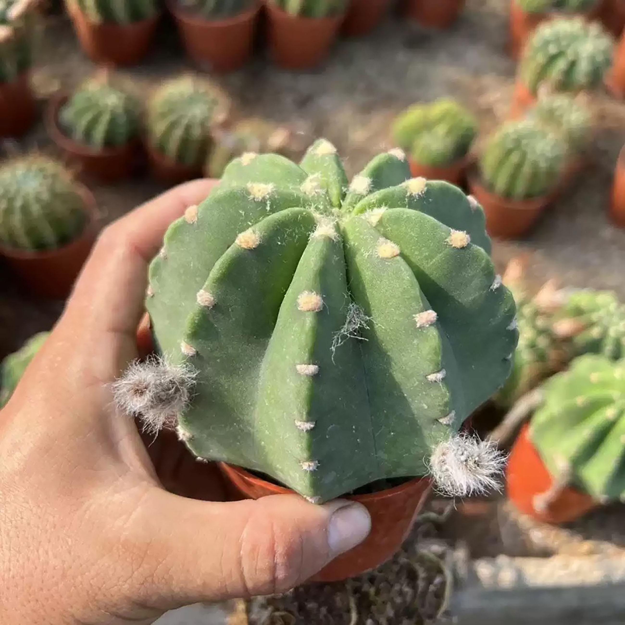 Domino cactus - Etsy sterreich