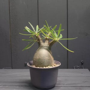 以下が含まれることがあります： 丸みを帯びた灰緑色の幹と、長く細い緑色の葉を持つ複数の茎を持つ鉢植えの多肉植物。 植物は、小さな小石で満たされた濃い紫色の鉢にあり、濃い灰色の木の背景にあります。