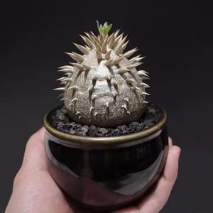 Pachypodium Brevicaule, Exotic Rare Plant, ship in bare root, 3"-4" pot