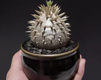 Pachypodium Brevicaule, Exotic Rare Plant, ship in bare root, 3"-4" pot