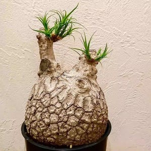 Pode incluir: Uma planta suculenta única com uma base bulbosa e texturizada e dois caules encimados por folhas verdes vibrantes. A planta está num vaso preto, mostrando sua forma incomum e contraste de cores. A base da planta tem cerca de 15 cm de diâmetro.