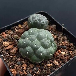 Puna Bonnieae - Etsy