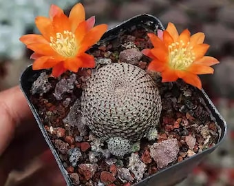 Rebutia heliosa Cactus, pianta succulenta rara