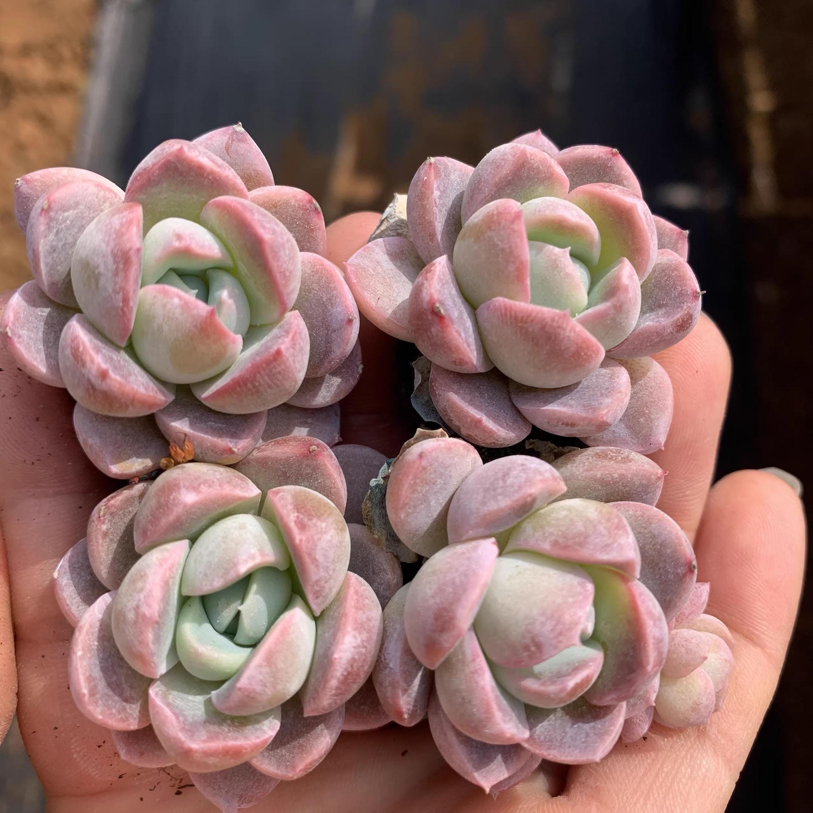その他多肉植物 nabe 多肉植物 Echeveria ヌダ錦 | るる農園~多肉植物専門