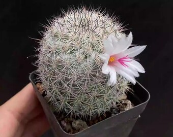 Mammillaria Elegans - Etsy