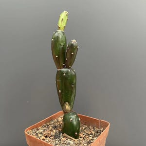 Spineless opuntia - Etsy.de