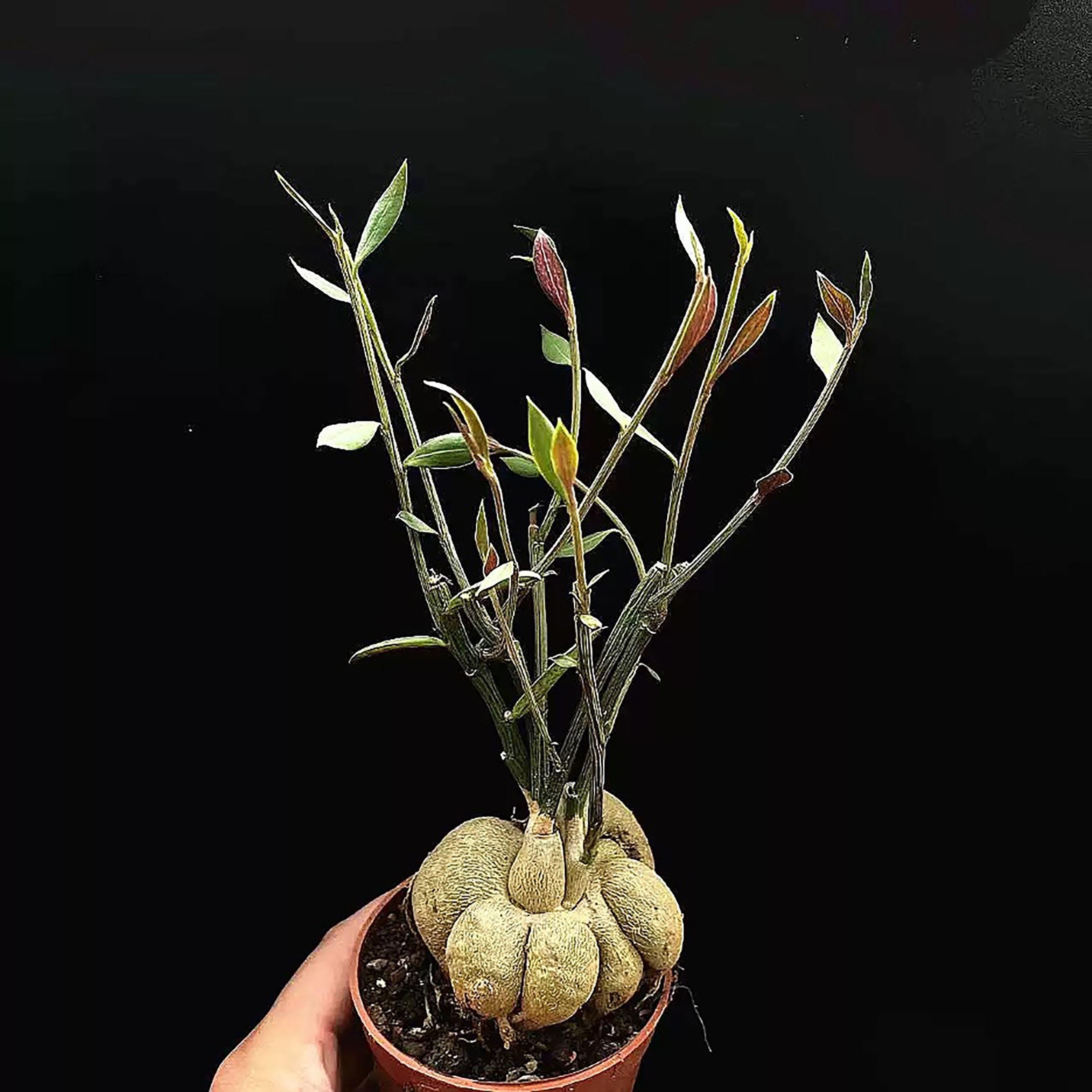 植物 モナデニウム スペクタビレ Monadenium spectabile 塊根植物 多肉