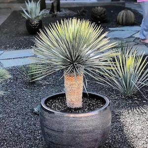 Yucca rostrata Silver Select, Yucca del deserto blu, radice nuda (vaso da 3")