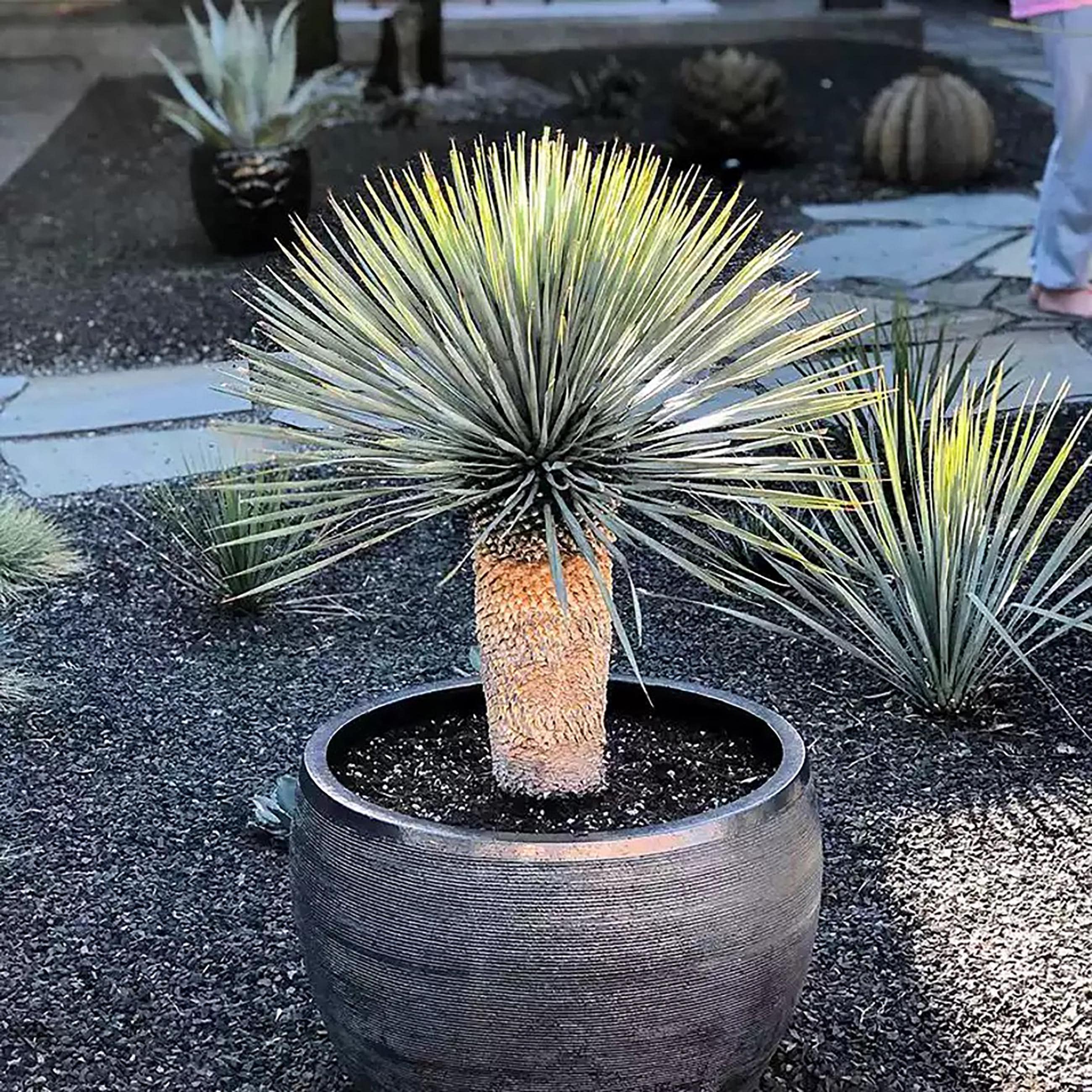 Yucca rostrata - Etsy 日本