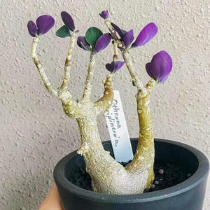 May include: A potted Othonna capensis plant with thick, textured stems and vibrant purple leaves. The plant is in a black pot, and a white tag with handwritten text is attached. The plant's unique structure and color make it a striking decorative item.