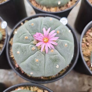 May include: A top-down view of a potted cactus with a light green, segmented body and a vibrant pink flower with a yellow center. The cactus is in a black pot, surrounded by other potted plants.