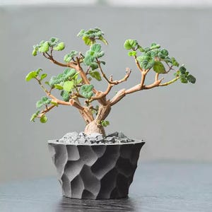 Plectranthus Ernstii - Etsy