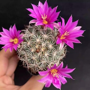 Mammillaria Schumannii - Etsy