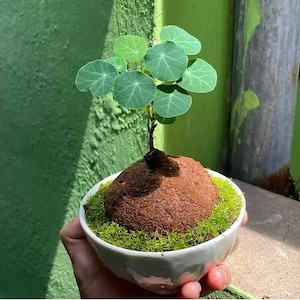 May include: A small potted plant with round, green leaves and a brown, bulbous base. The plant sits in a white ceramic bowl filled with green moss. The plant is held in a hand against a green background.