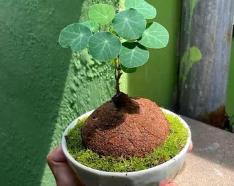 Stephania erecta live plant, 2" -3" one tuber, rare succulent