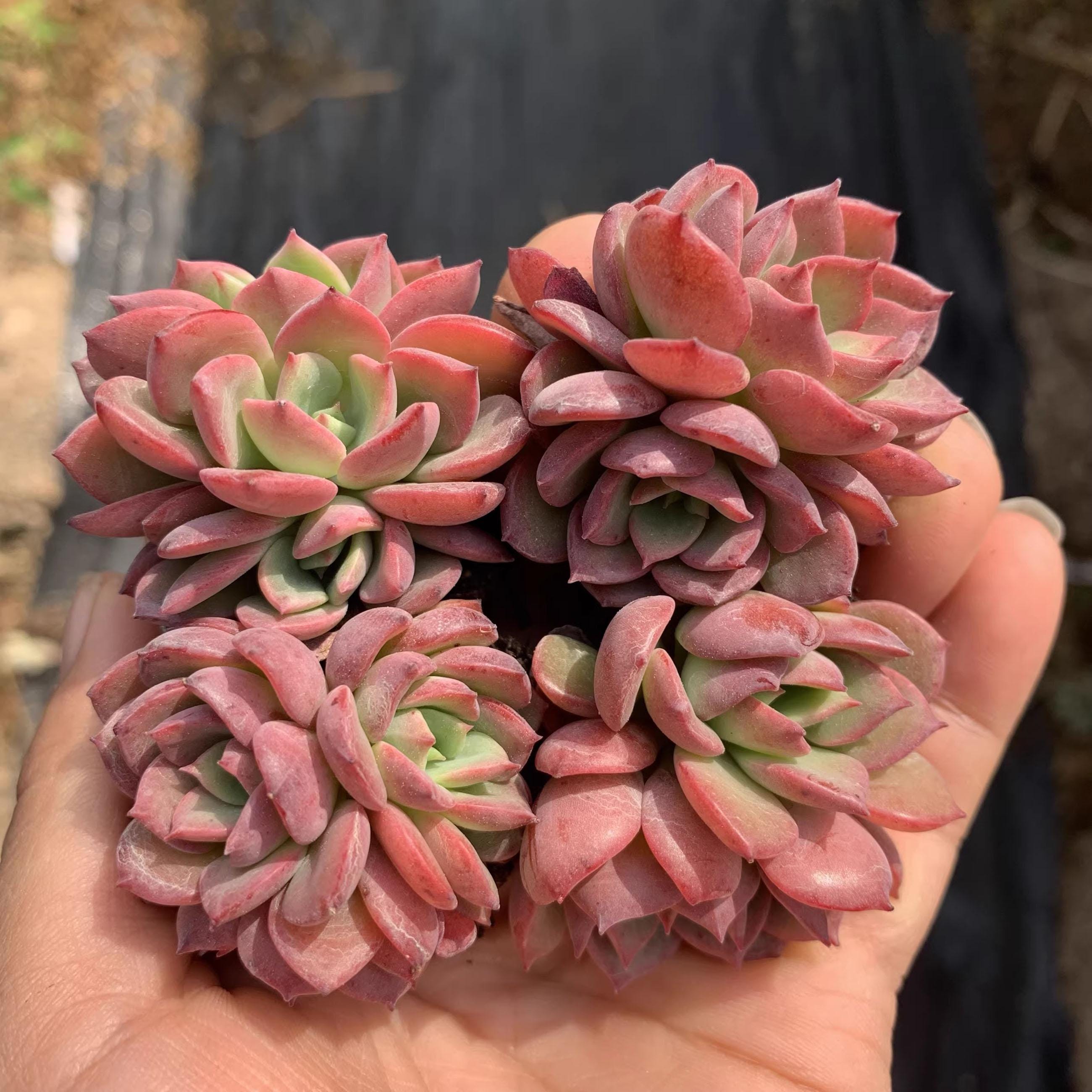 Agave potatorum - Etsy 日本