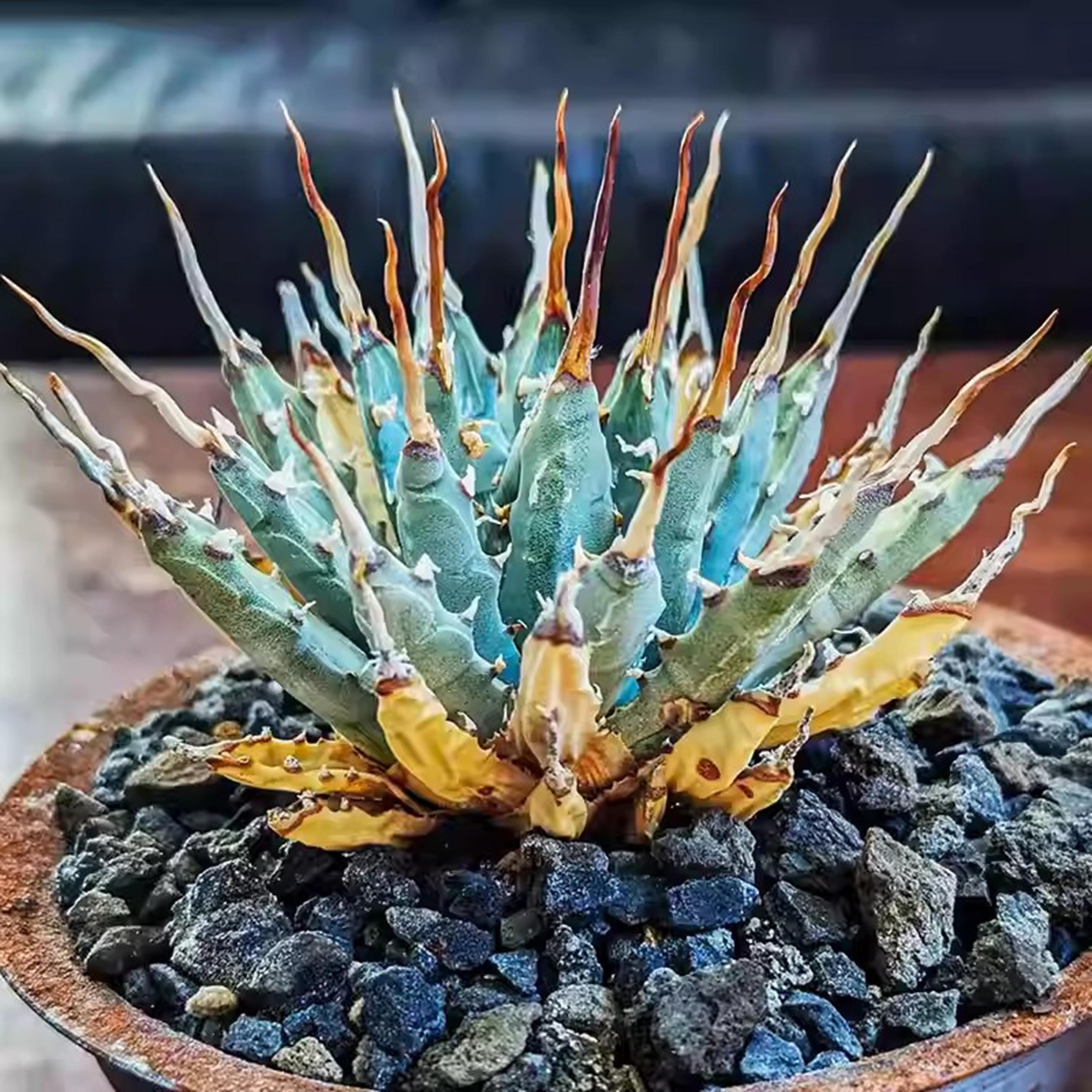 TMgarden アガベutahensis eborispina Agave Utahensis Eborispina - Etsy
